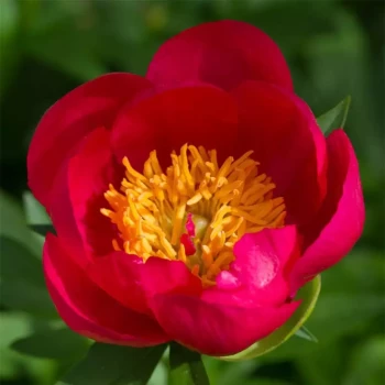 PAEONIA lactiflora Coral Charm