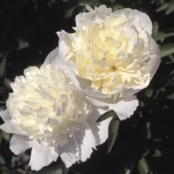 PAEONIA lactiflora Karl Rosenfield