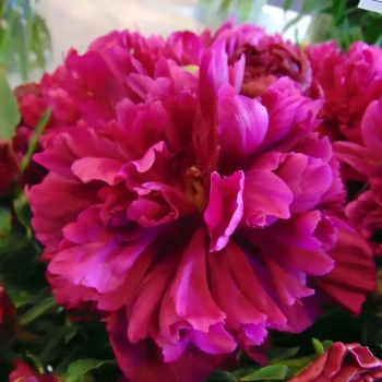 PAEONIA lactiflora Monsieur Jules Elie