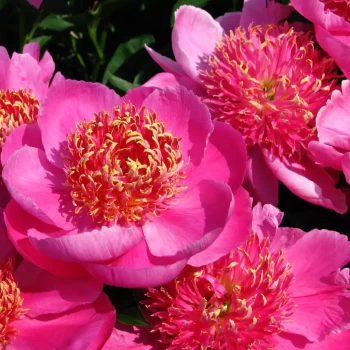 PAEONIA lactiflora Nymphe