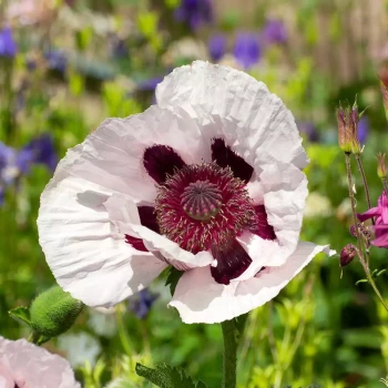 PAPAVER orientalis Royal Wedding