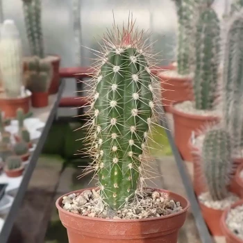 PACHYCEREUS pringlei