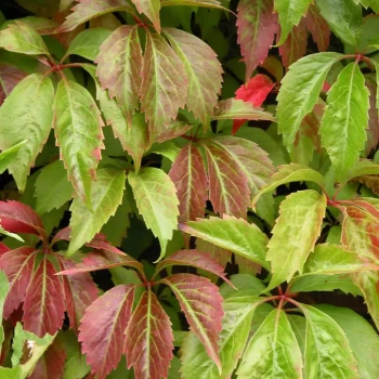 PARTHENOCISSUS quinquefolia Engelmannii