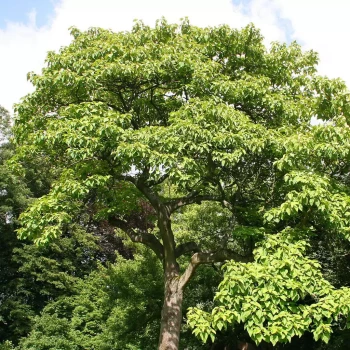 PAULOWNIA tomentosa