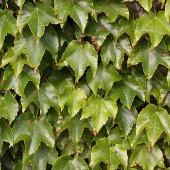 PARTHENOCISSUS tricuspidata Veitchii
