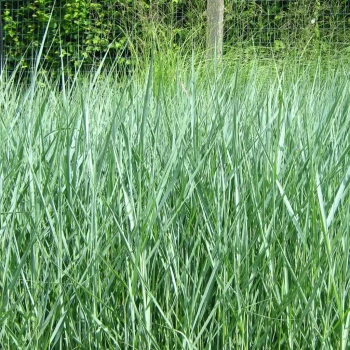 PANICUM virgatum Prairie Sky