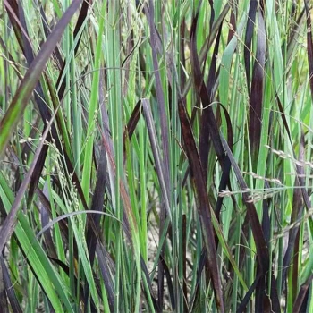 PANICUM virgatum Purple Breeze