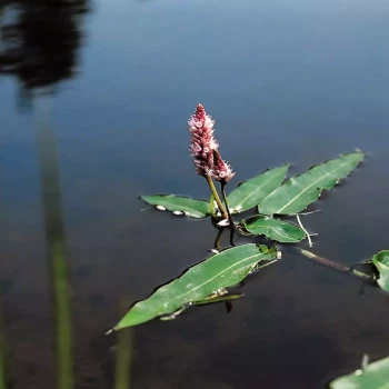 PERSICARIA affinis Kabouter