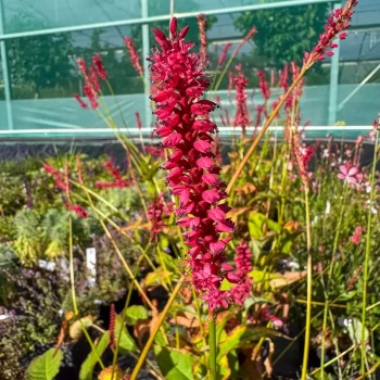 PERSICARIA amplexicaulis Firetail