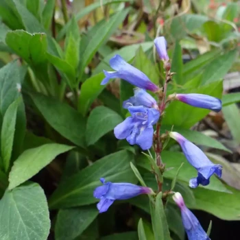 PENSTEMON x Alice Hindley