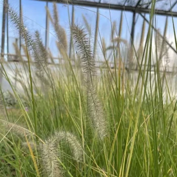 PENNISETUM alopecuroides Hameln