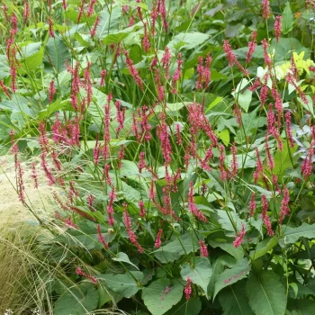 PERSICARIA amplexicaulis Firetail