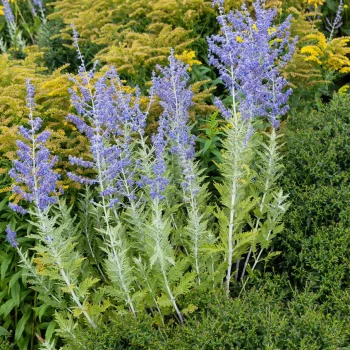 PEROVSKIA atriplicifolia Blue Spire