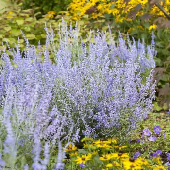 PEROVSKIA atriplicifolia Lacey Blue