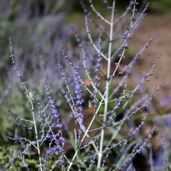 PEROVSKIA atriplicifolia Little Spire