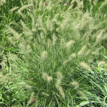 PENNISETUM alopecuroides viridescens