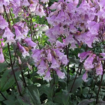 PENSTEMON digitalis Dark Towers