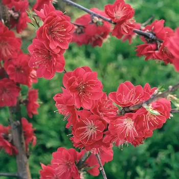 PRUNUS persica Flatpretty