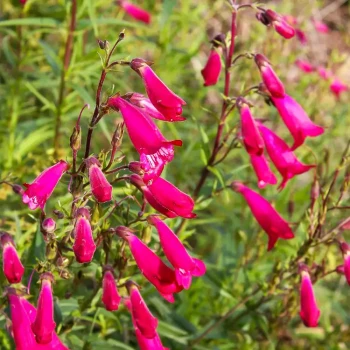 PENSTEMON x Garnet