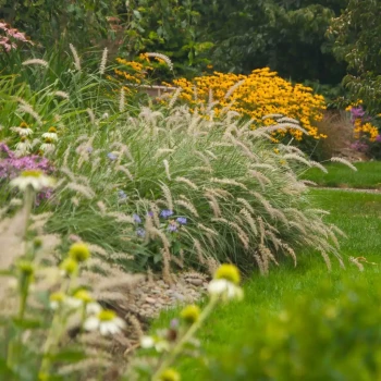 PENNISETUM orientale Fairy Tails