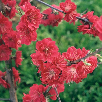 PRUNUS persica Pêche de Vigne