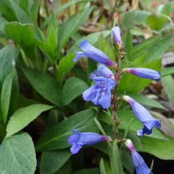 PENSTEMON x Vesuvius