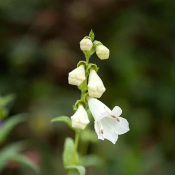 PENSTEMON x White Bedder