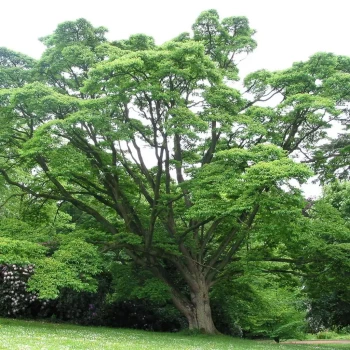 PHELLODENDRON amurense