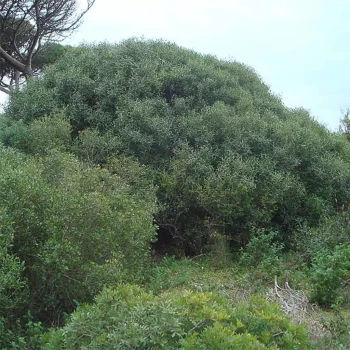 PHILLYREA angustifolia