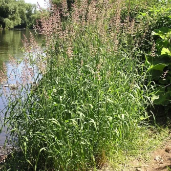 PHALARIS arundinacea