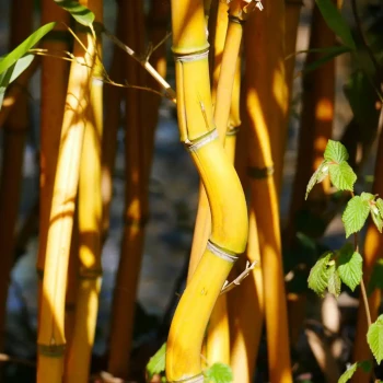 PHYLLOSTACHYS aureosulcata Aureocaulis