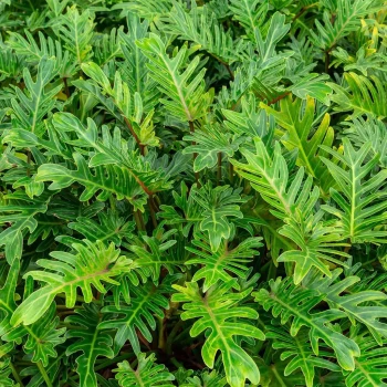 PHILODENDRON bipinnatifidum Selloum