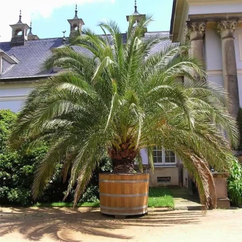 PHOENIX canariensis