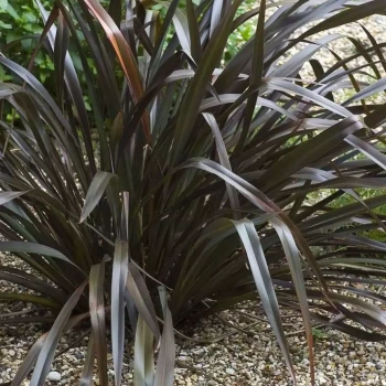 PHORMIUM cookianum Black Adder