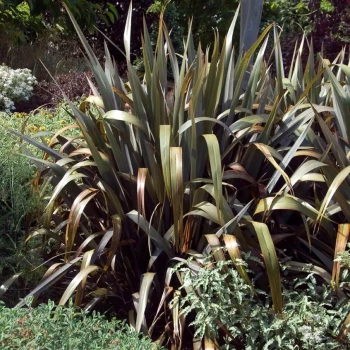 PHORMIUM cookianum Bronze Baby