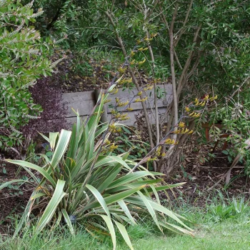 PHORMIUM cookianum subsp. hookeri Tricolor