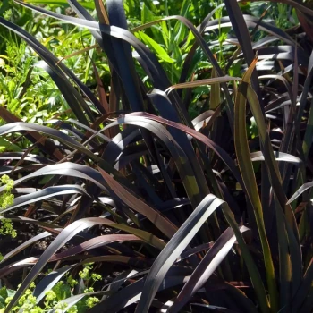 PHORMIUM x Platts Black