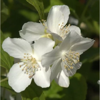 PHILADELPHUS coronarius