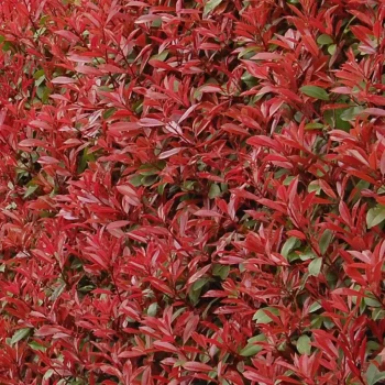 PHOTINIA x fraseri Carré Rouge
