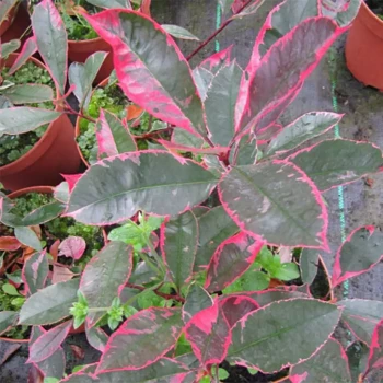 PHOTINIA x fraseri Louise