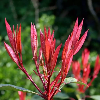 PHOTINIA x fraseri Red Robin