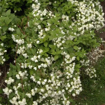 PHILADELPHUS x lemonei Manteau d’Hermine
