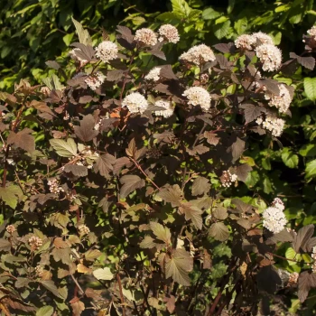PHYSOCARPUS opulifolius Diable d’Or