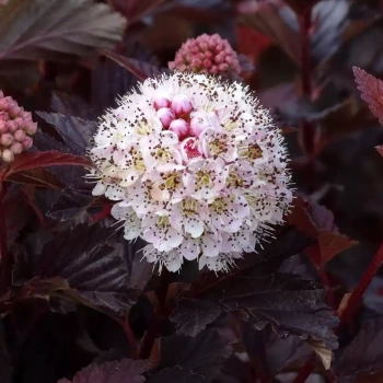 PHYSOCARPUS opulifolius Lady in Red