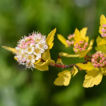 PHYSOCARPUS opulifolius Tiny Wine gold