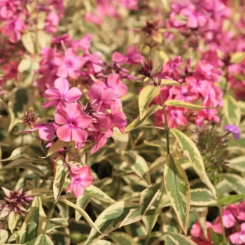 PHLOX paniculata David