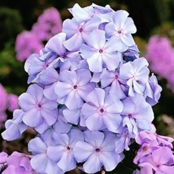 PHLOX paniculata Lilac Flame