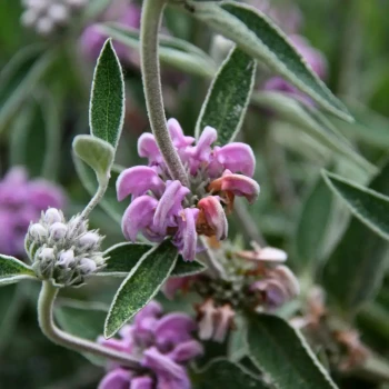 PHLOMIS purpurea