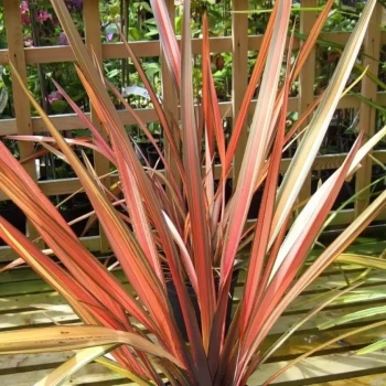 PHORMIUM x Surfer Bronze