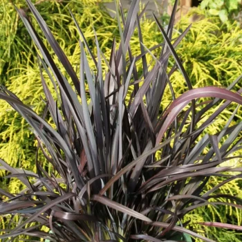 PHORMIUM tenax Apricot Queen